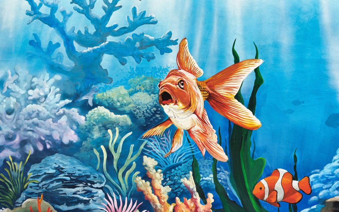 495 – Rafa koralowa